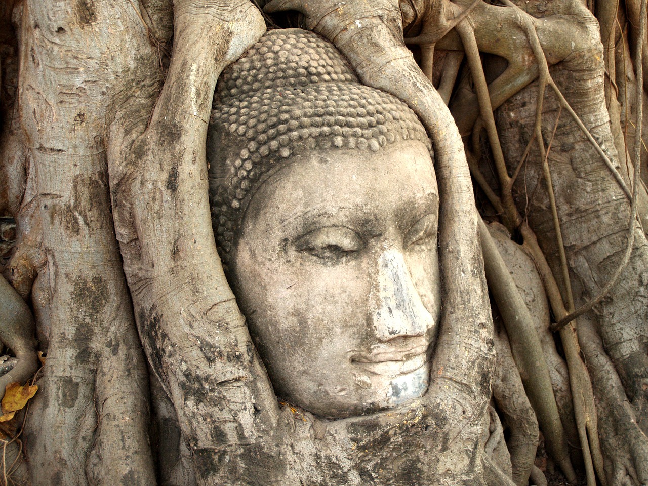 泰拉瑞亚肉山，探索神秘生物的诞生之地